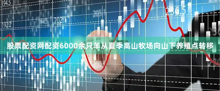 股票配资网配资6000余只羊从夏季高山牧场向山下养殖点转移